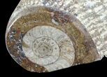 Fossil Goniatite & Orthoceras Display #77211-3